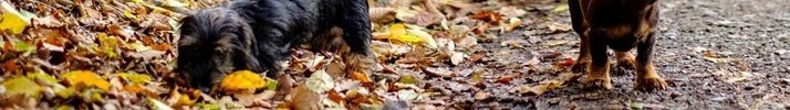 Eine Person hält zwei Rauhaardackel an der Leine