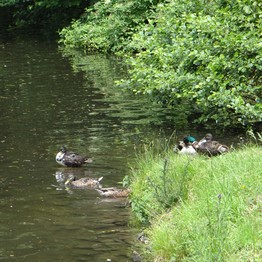 Enten auf einen Teich und an der Uferböschung