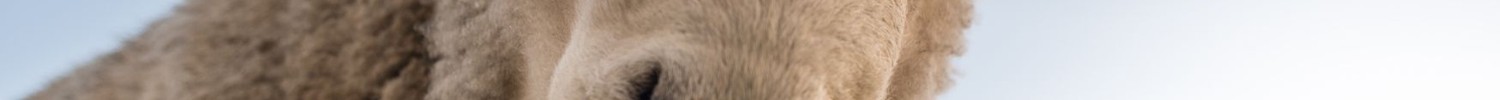 ein Schaf