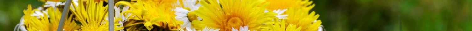 Löwenzahnblüten in einem Korb