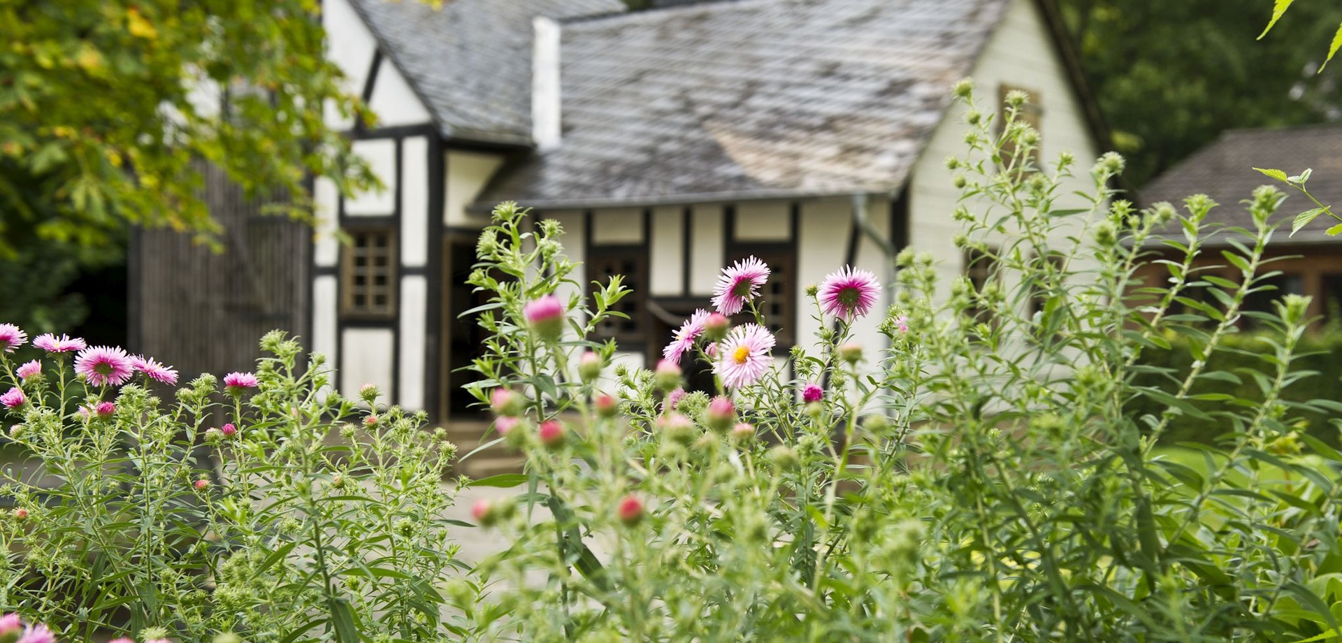 Lila Blumen vor einem Fachwerkhaus