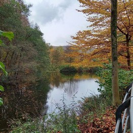 Ein Teich, umgeben von herbstlichen Bäumen