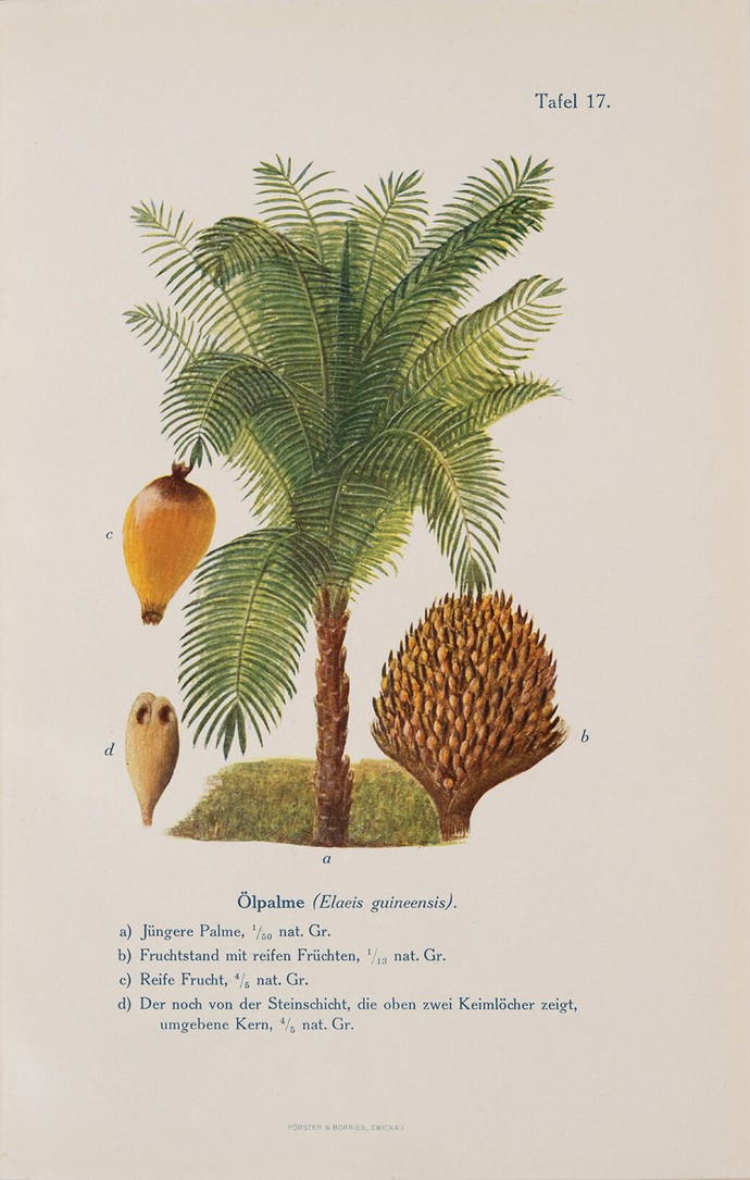 Schaubild "Ölpalme"