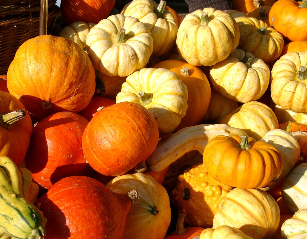 Viele orangene und gelbe Kürbisse